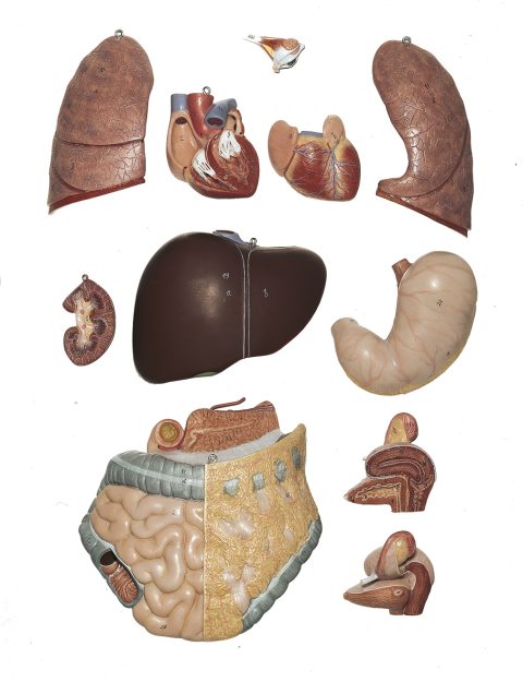 Anatomisch Model Torso Vrouw, 86 cm, 13-delig