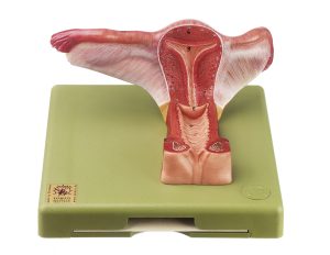 Anatomisch Model Vrouwelijke Geslachtsorganen