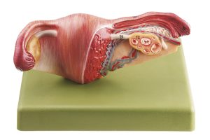 Anatomisch Model Vrouwelijke Geslachtsorganen