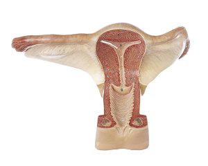 Anatomisch Model Vrouwelijke Geslachtsorganen