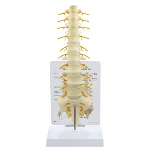 Anatomisch Model Wervelkolom Heiligbeen - T8