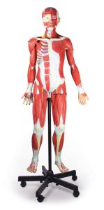 Anatomisch Spieren Model, 32-delig