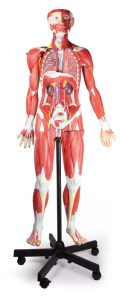 Anatomisch Spieren Model, 32-delig