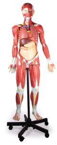 Anatomisch Spieren Model, 32-delig