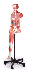 Anatomisch Spieren Model, 32-delig