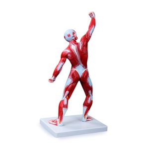 Anatomisch Spierenmodel, 50 cm
