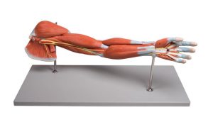 Anatomisch Spiermodel Arm, 7-delig