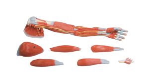 Anatomisch Spiermodel Arm, 7-delig