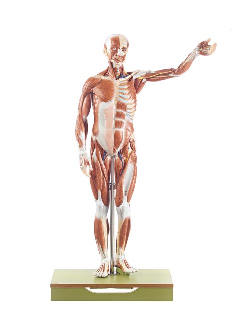 Anatomisch Spiermodel Man, 86 cm