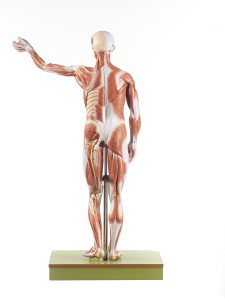 Anatomisch Spiermodel Man, 86 cm