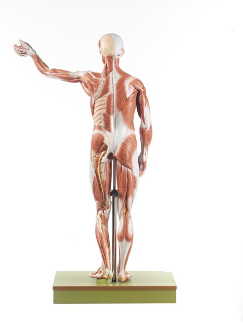Anatomisch Spiermodel Man, 86 cm