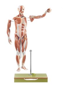 Anatomisch Spiermodel Man, 86 cm