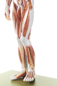 Anatomisch Spiermodel Man, 86 cm