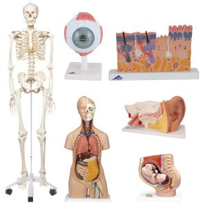 Anatomische Modellen Set voor Scholen