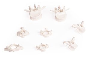 Anatomische Modellenset 8 Wervels