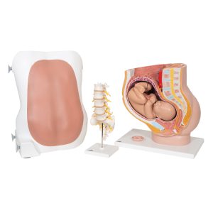 Anatomische Modellenset Anesthesiologie