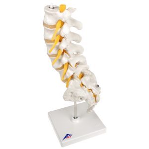 Anatomische Modellenset Anesthesiologie