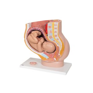 Anatomische Modellenset Anesthesiologie