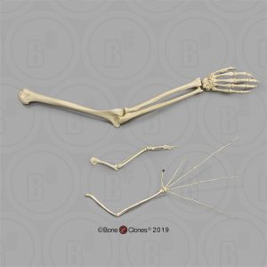 Anatomische Vergelijkingsset Arm en Vleugels