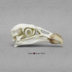 Andescondor Schedelmodel