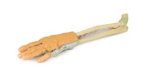 Onderarm en Hand, 3Dprint