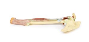 Arm - Biceps, Botten & Ligamenten, 3D Print