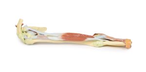 Arm - Biceps, Botten & Ligamenten, 3D Print