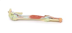 Arm - Biceps, Botten & Ligamenten, 3D Print