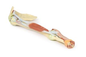 Arm - Biceps, Botten & Ligamenten, 3D Print
