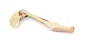 Arm - Biceps, Botten & Ligamenten, 3D Print