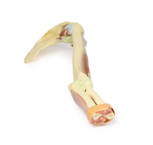 Arm - Biceps, Botten & Ligamenten, 3D Print
