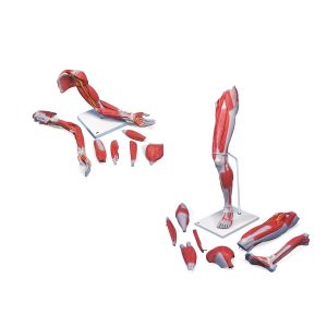 Arm en Been Spiermodellen Set Deluxe