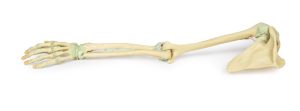 Armskelet met Ligamenten, 3D Print