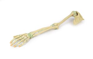 Armskelet met Ligamenten, 3D Print