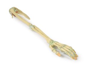 Armskelet met Ligamenten, 3D Print