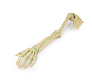 Armskelet met Ligamenten, 3D Print