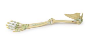 Armskelet met Ligamenten, 3D Print