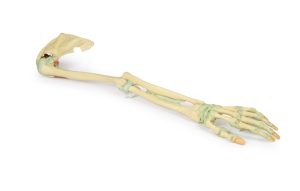 Armskelet met Ligamenten, 3D Print
