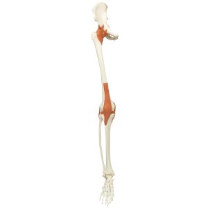 Been Skelet met Ligamenten