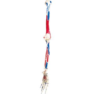 Arm Skelet met Spieraanduiding
