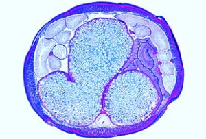 Ascaris megalocephala Embryologie Preparatenset