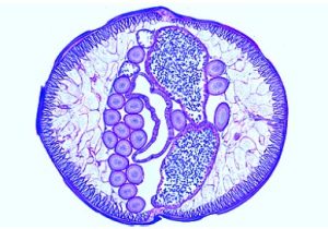 Ascaris megalocephala Embryologie Preparatenset