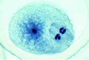 Ascaris megalocephala Embryologie Preparatenset