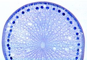 Ascaris megalocephala Embryologie Preparatenset