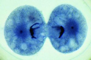 Ascaris megalocephala Embryologie Preparatenset