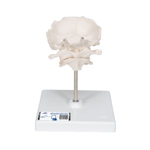 Atlas, draaier & occipitaal bot