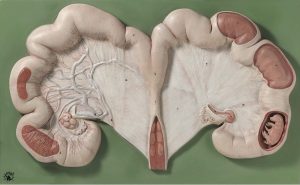 Baarmoeder Model Varken met Foetus