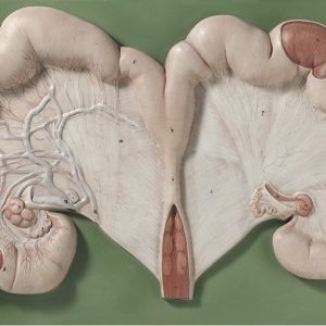 Baarmoeder Model Varken met Foetus