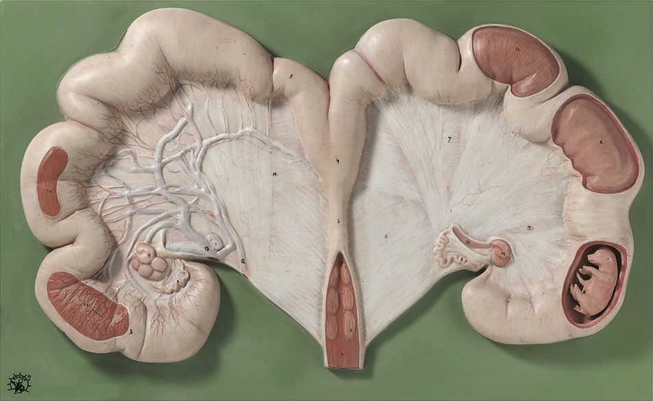 Baarmoeder Model Varken met Foetus