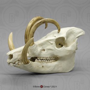 Babiroesa Schedelmodel